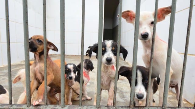 Canil Municipal promove evento de adoção de animais neste domingo 1 CANIL MUNICIPAL DIA DO CARINHO