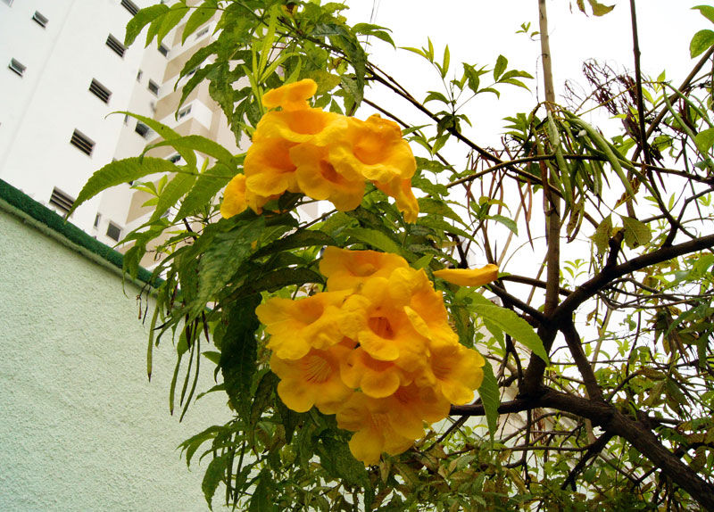 tempo flor lara