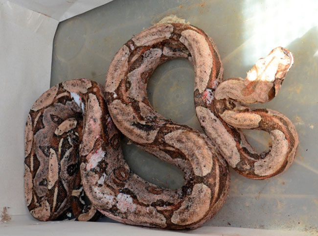 Jiboia foi encontrada com alguns ferimentos