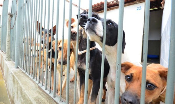 Vereador defende divulgação de informações sobre animais abrigados no Canil 1 canil olavo e1429211886221