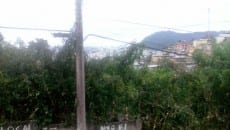Moradora reclama de lote abandonado no São Tarcísio 2 mato alto mariana scoralich 21