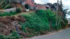 Mato alto favorece aparecimento de cobras no Milho Branco 2 mato alto milho branco 2