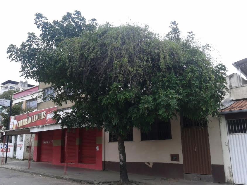 Leitor denuncia descaso com rua do Fábrica 2 arvore sem poda fabrica