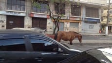 Cavalos são flagrados soltos na Itamar e no Santa Luzia 2 cavalo itamar1