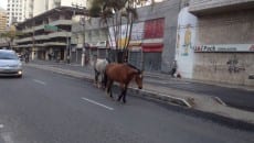 Cavalos são flagrados soltos na Itamar e no Santa Luzia 3 cavalo itamar2