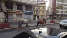 Cavalos são flagrados soltos na Itamar e no Santa Luzia 4 cavalo itamar3