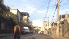 Cavalos são flagrados soltos na Itamar e no Santa Luzia 1 cavalo staluzia