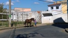 Cavalos são flagrados soltos no Graminha 1 cavalosolto1