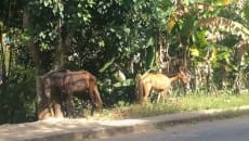 Cavalos são flagrados soltos no Graminha 2 cavalosolto2