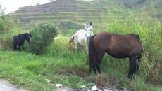 Cavalos são flagrados soltos no Graminha 3 cavalosolto3