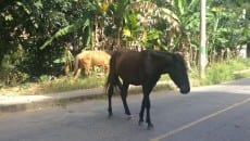 Cavalos são flagrados soltos no Graminha 4 cavalosolto4