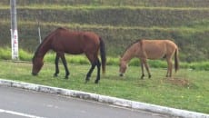 Cavalos são flagrados soltos no Graminha 5 cavalosolto5