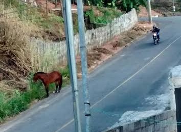 Cavalos soltos nas ruas em Nova Benfica 2 moto-cavalo
