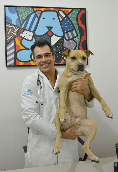 Homem é condenado a pagar R$ 724 por atirar artefato em cachorra 1 Conforme veterinário responsável pela clínica, Rafael Meurer, o quadro clínico de Atena é bom e ela está de alta médica (Foto: Marcelo Ribeiro/06-08-15)