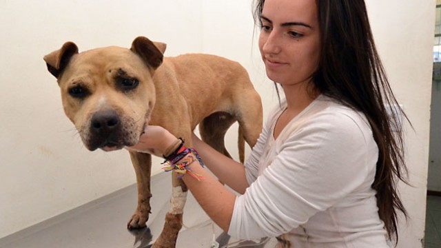 Homem é condenado a pagar R$ 724 por atirar artefato em cachorra 2 cadela olavo