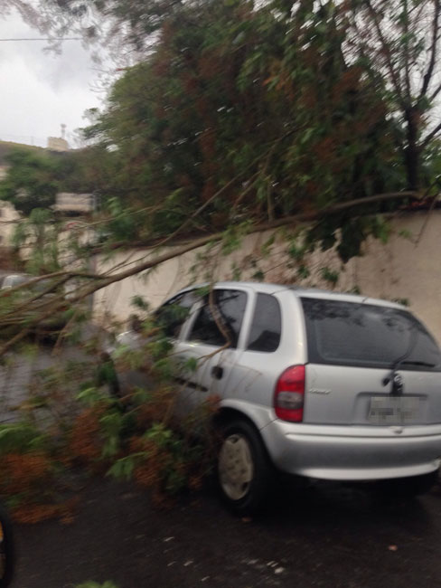 Chuva com vento causa estragos em JF 5 Na rua Laurindo Nocelli, no bairro Bandeirantes, também foi registrada uma queda de árvore, desta vez, atingindo um carroque estava esacionado. (Foto: Eric Neris)