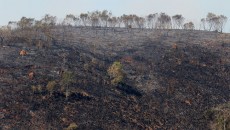 Bombeiros e militares do Exército combatem incêndio em área na Remonta 1 incendio priamo