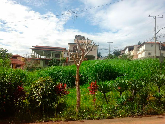 mato-alto-bom-clima-3