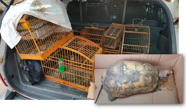 Foto: Divulgação/PM do Meio Ambiente animais1