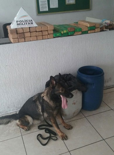 Mais de 40kg de maconha apreendidos 1 apreensao-pm-(2)