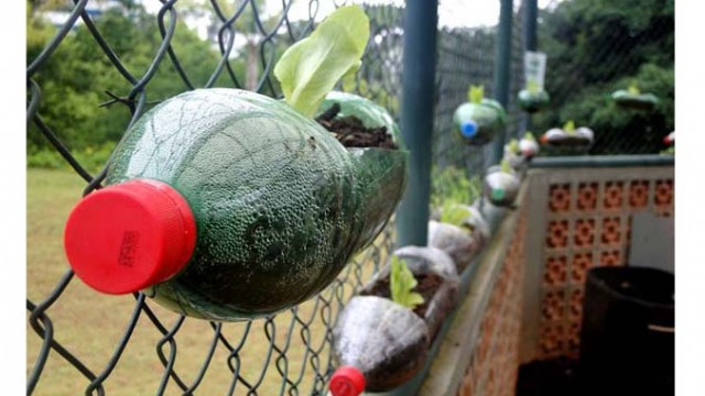 Estação Verde colhe primeiras hortaliças 1 estacao verde