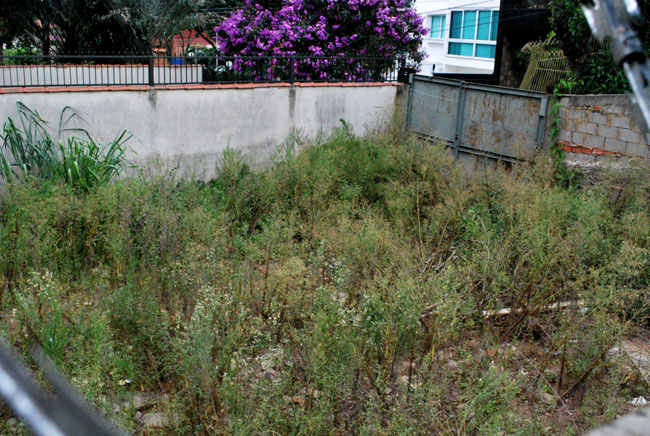 Mato alto preocupa leitor do Paineiras 2 terreno-paineiras-nao-creditar-4