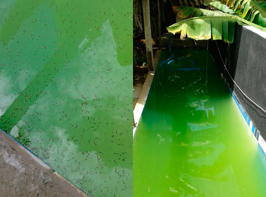Leitores denunciam possíveis criadouros de Aedes aegypti 5 (Fotos do leitor)