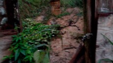 Leitores denunciam possíveis criadouros de Aedes aegypti 2 dengue terreno abandonado