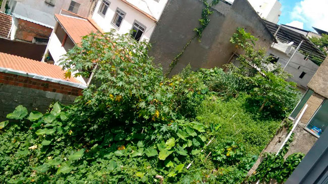 Leitores denunciam falta de capina em diversos lugares 6 Foto do leitor