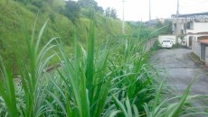 Leitores denunciam falta de capina em diversos lugares 3 mato alto ponte preta 2
