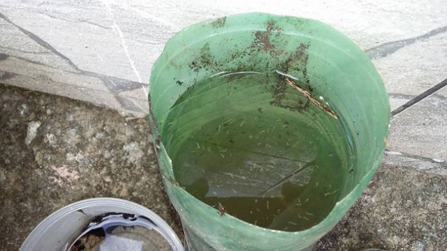 Você sabe quanto de água o Aedes precisa para se reproduzir? 1 projeto contra a dengue em itamarati Elaine Ferraz1