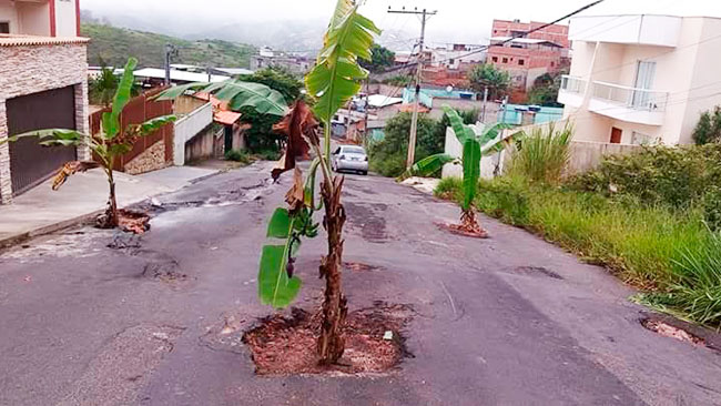 bananeiras-Daniel-Machado-2