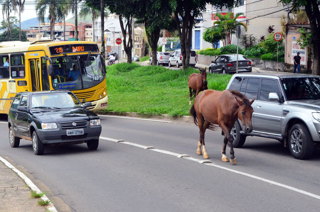 Foto: Olavo Prazeres cavalos-olavo-2