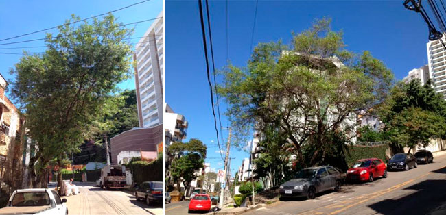 montagem-arvore-francisco-vaz-de-magalhaes