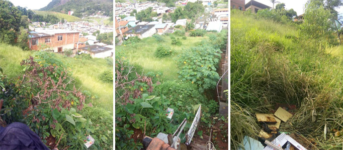 Foto da leitora Ana Souza montagem-mato-alto-teixeiras-leitora-ana-souza-