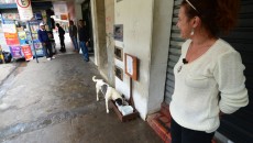Juiz-foranos criam 'self-service' gratuito para cães de rua 3 cahorro 650x480 11
