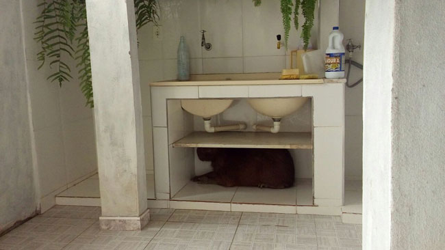 Capivara entra em casa no Ipiranga, foge e é capturada no Santa Luzia 1 capivara olavo