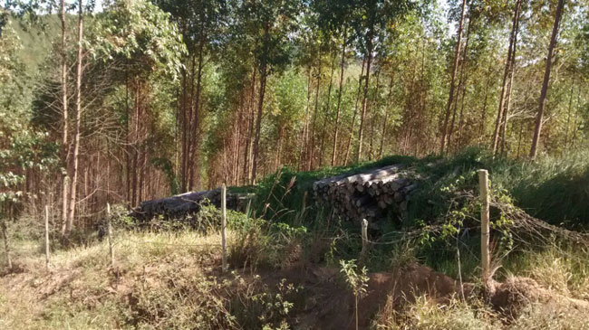 eucalipto-outra