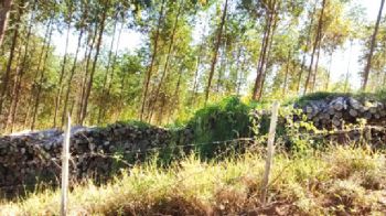 250 produtores de eucalipto têm prejuízo com Arcelor 2 parte da plantacao em propriedade em penido foi cortada mas nao foi retirada pela empresa