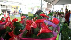 Feira de Holambra deve atrair 22 mil pessoas 4 2