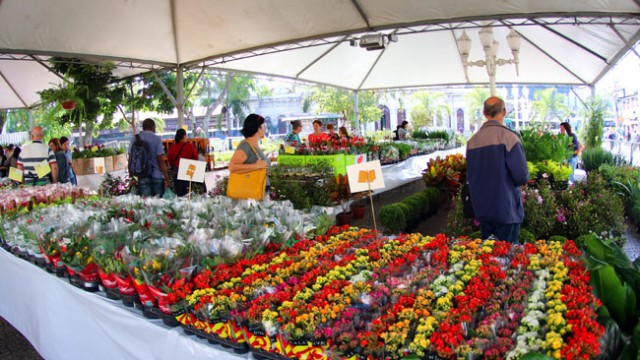 Feira de Holambra leva mais de 150 espécies de plantas à Praça da Estação 1 holambra fernando materia