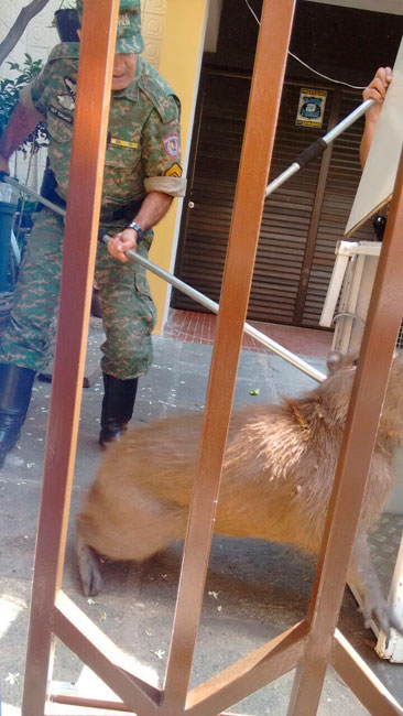 Capivara assusta moradores na Floriano Peixoto 1 Foto: Marinês Miscali