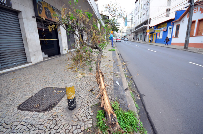 Carro derruba árvore na Dom Silvério 1 Árvore obstrui calçada próximo ao número 177 (Foto: Olavo Prazeres)