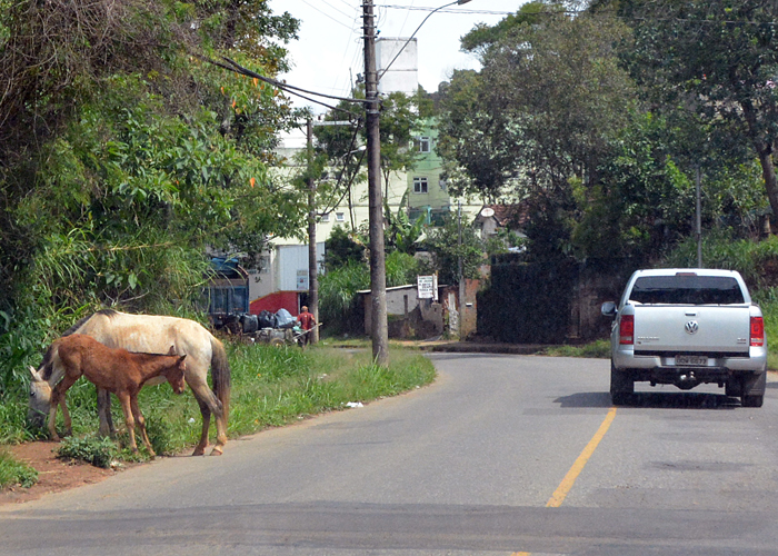 Cavalos soltos no São Pedro 1 Animais circulavam bem próximo a uma curva da via. (Foto: Marcelo Carvalho)