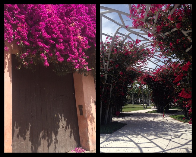 Jardins quase secretos 9 miami-650