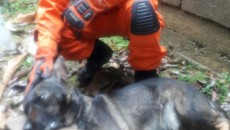 Bombeiros resgatam cachorro preso em filtro de ferro 2 resgatecachorro2