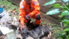 Bombeiros resgatam cachorro preso em filtro de ferro 5 resgatecachorro5