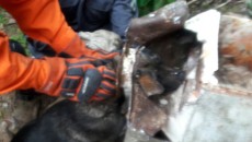 Bombeiros resgatam cachorro preso em filtro de ferro 7 resgatecachorro6