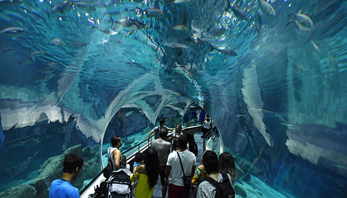 Tanque oceânico oferece um túnel subaquático para ver animas mais de perto (Foto: Alexandre Macieira/divulgação) 