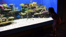 aquaRio Alexandre Macieira 4